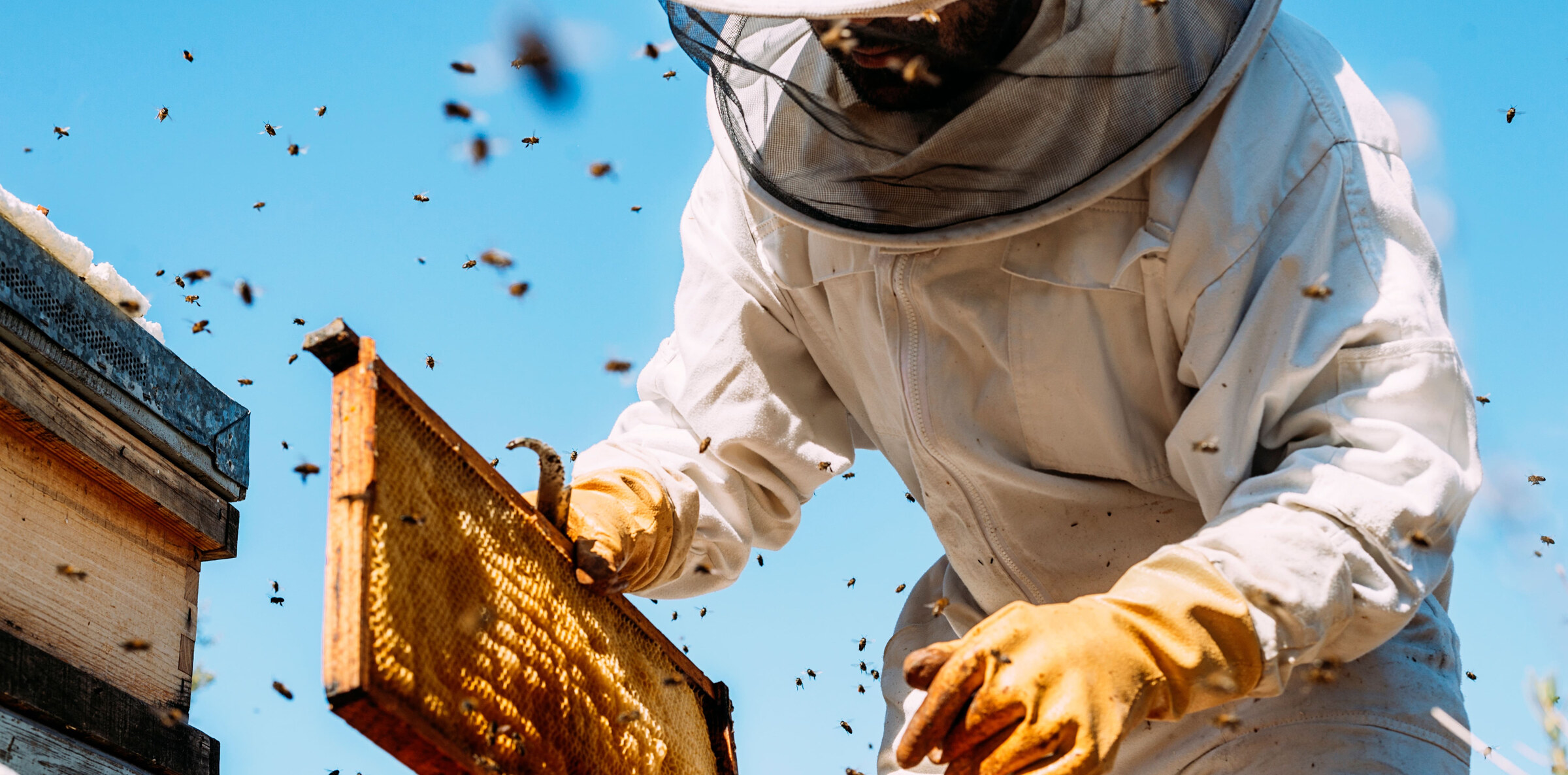 A beekeeper in protective gear